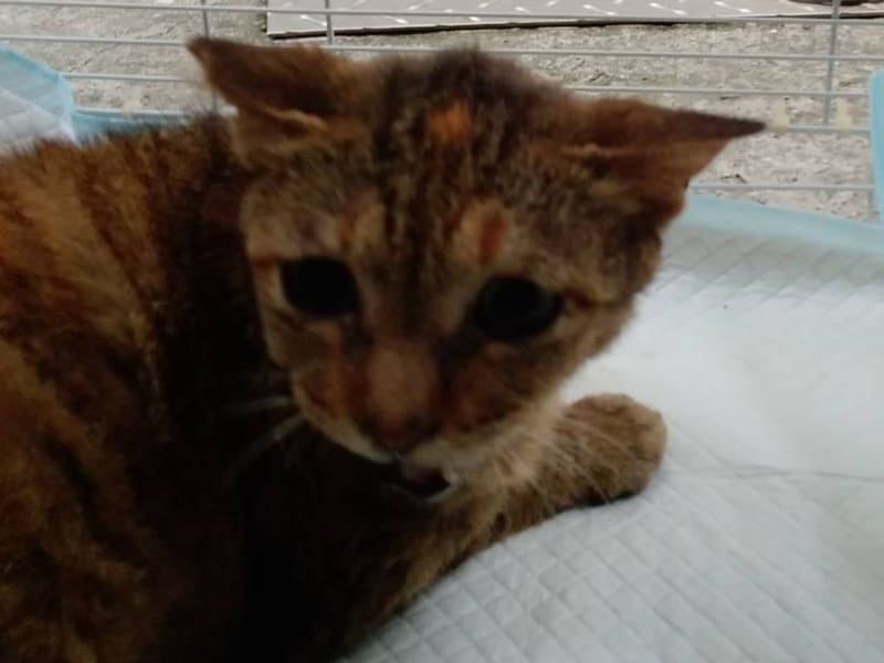 Orange tabby adult female mixed-breed cat, Large, shelter no. …3008. Closer on the face.