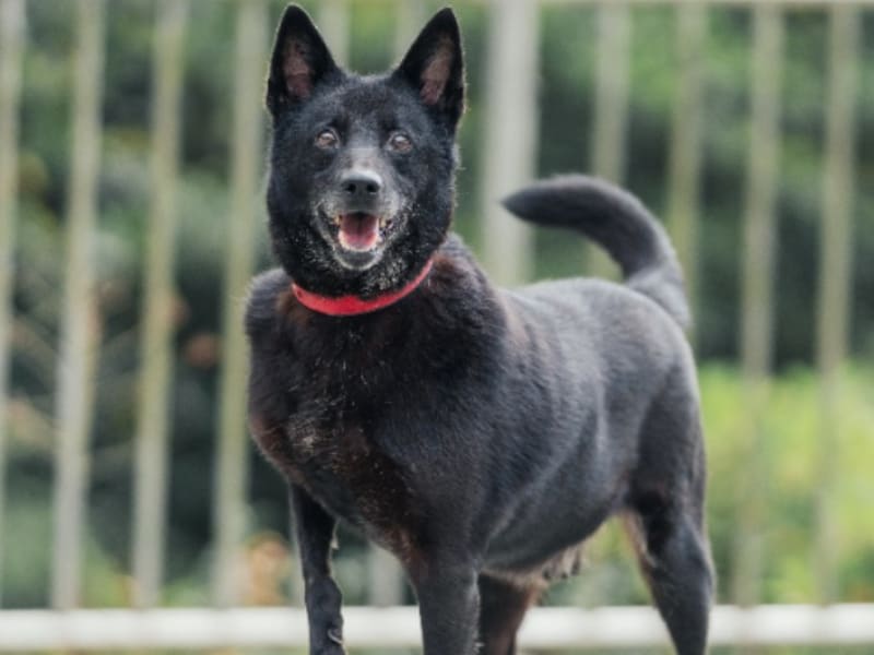 Perro mestizo macho adulto (negro), Mediano, refugio n.º …1002. Todo el animal.