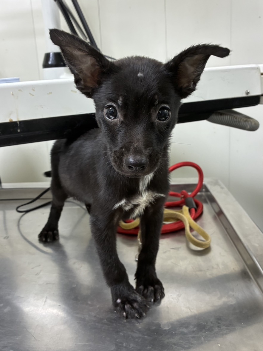 Black young female mixed-breed dog, Small, shelter no. …5004
