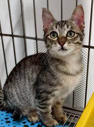 Pusang halo ang lahi (Babae, Matanda na, itim at may guhit), Katamtaman, blg. ng shelter …7009. Mas malapit sa mukha.