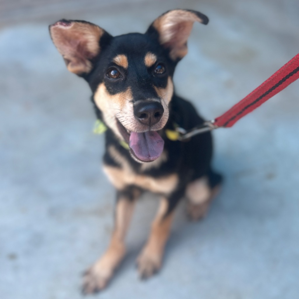 Black-and-tan adult female mixed-breed dog, Medium, shelter no. …1005