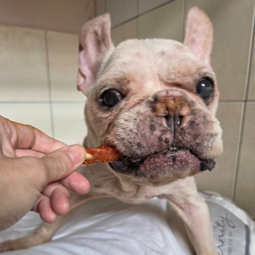 フレンチ・ブルドッグ(オス・成犬・白)、中型, 施設番号 …4-04. 顔のアップです。