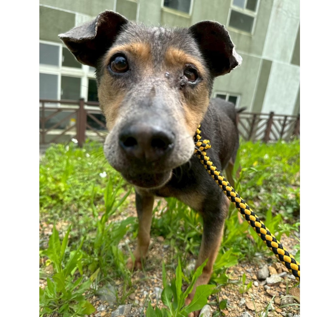Black-and-brown adult male mixed-breed dog, Large, shelter no. …3001