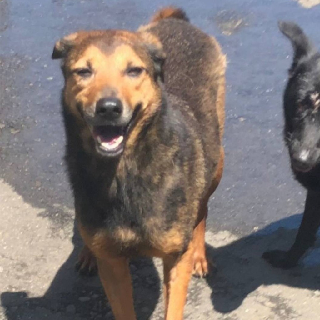 Chienne croisée femelle adulte (noir et fauve), Moyen, refuge n° …7001. Plus près du visage.