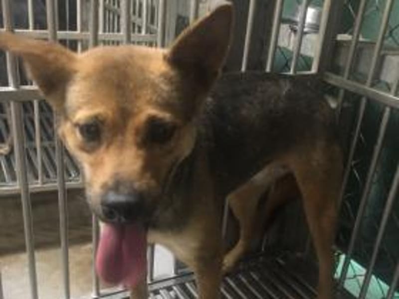 黑黄色成年母混种犬,中型, 收容编号 …8003. 脸部特写。