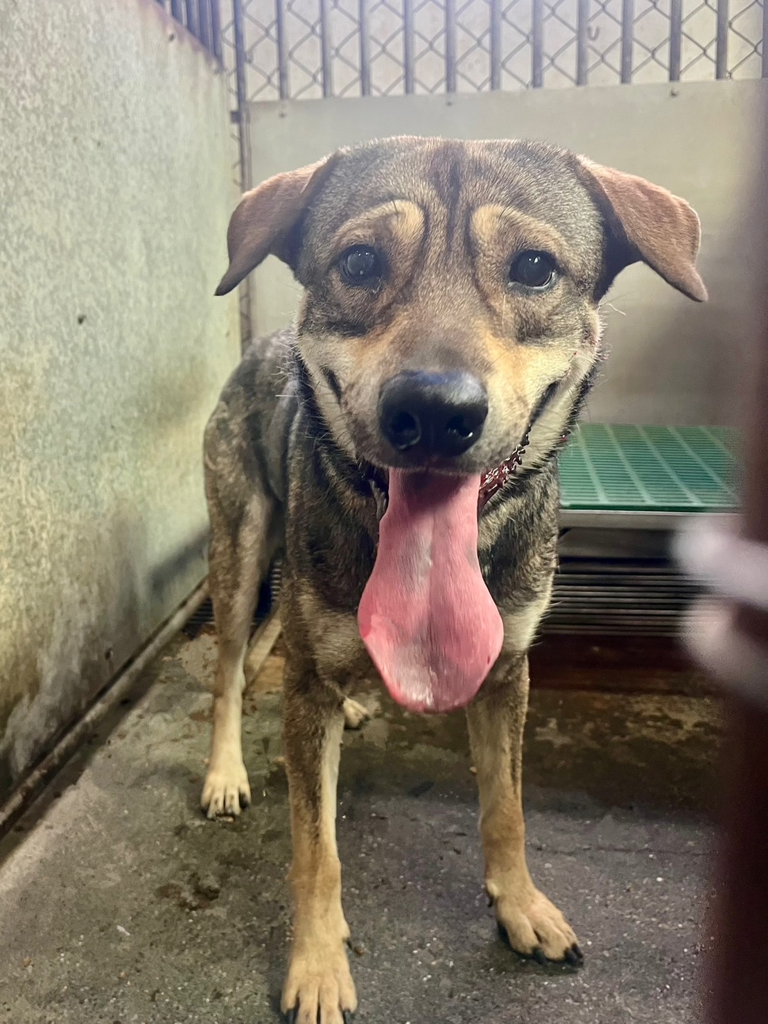 ミックス犬(オス・成犬・黒と茶)、中型, 施設番号 …9005. 顔のアップです。