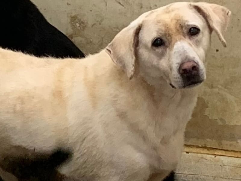 White young female mixed-breed dog, Small, shelter no. …0201. The whole animal.