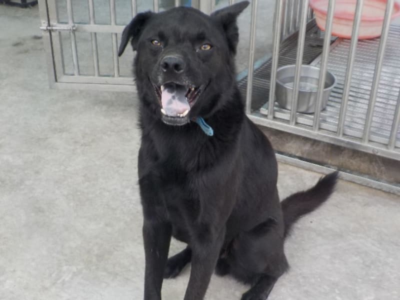 Perro mestizo macho adulto (negro), Grande, refugio n.º …4793. Todo el animal.