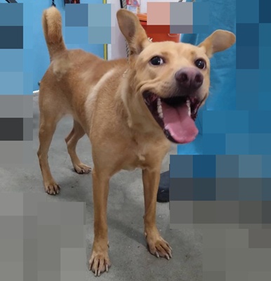 Tan adult female mixed-breed dog, Large, shelter no. …6002