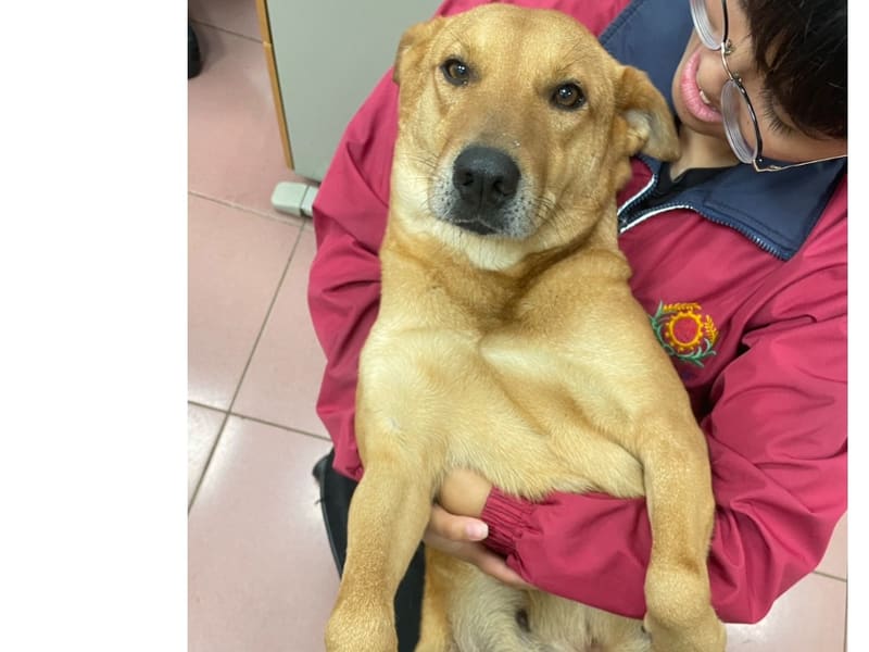 Perra mestiza hembra adulta (canela), Mediano, refugio n.º …8001. Todo el animal.