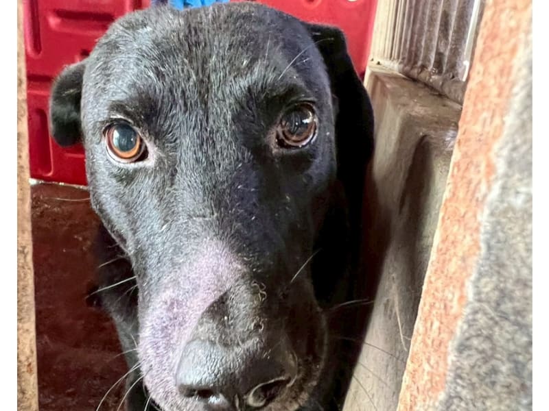 ミックス犬(オス・成犬・黒)、大型, 施設番号 …062D. 顔のアップです。