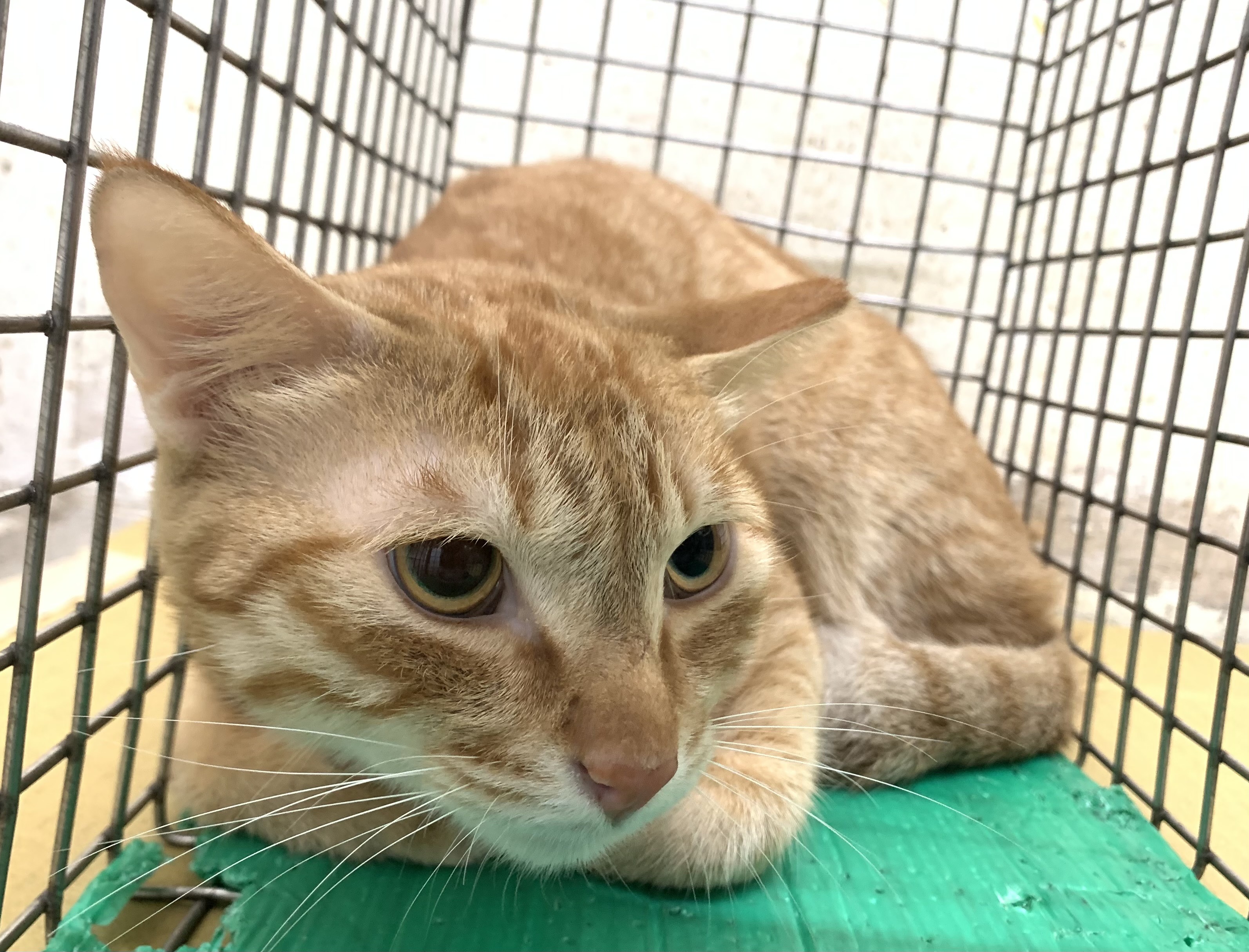Orange tabby adult male mixed-breed cat, Small, shelter no. …0604