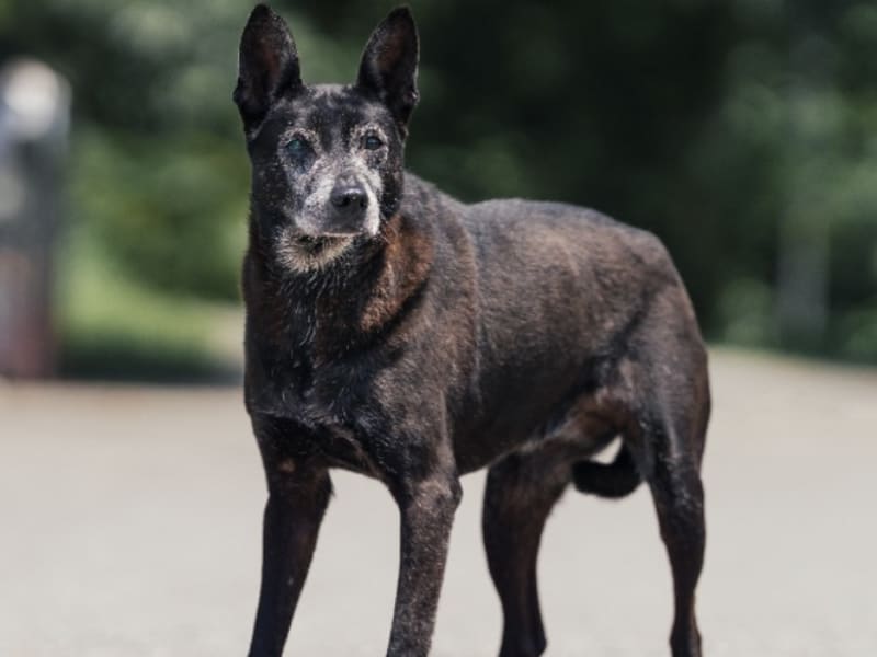 Chienne croisée femelle adulte (noir), Moyen, refuge n° …2507. Tout l'animal.