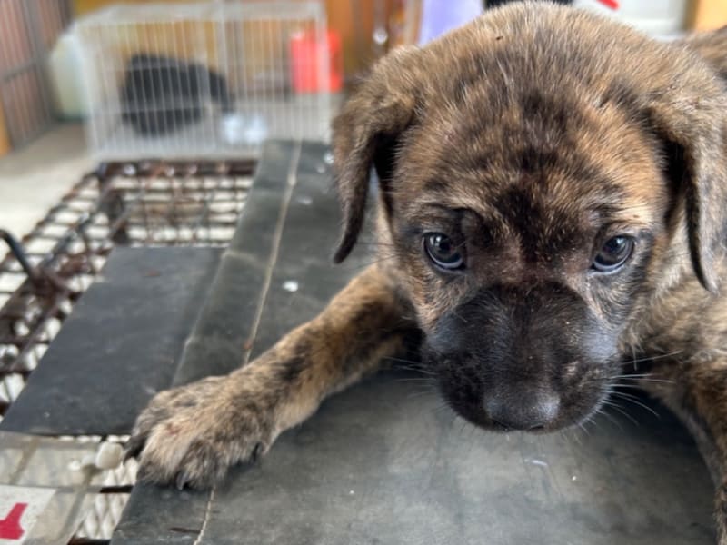 ミックス犬(メス・成犬・トラ)、中型, 施設番号 …7014. 顔のアップです。