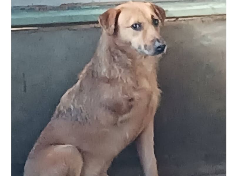 ミックス犬（オス・成犬・茶）、中型, 施設番号 …006D. 全身です。