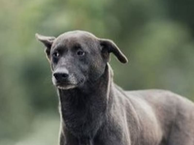 Black adult male mixed-breed dog, Medium, shelter no. …0203. Closer on the face.