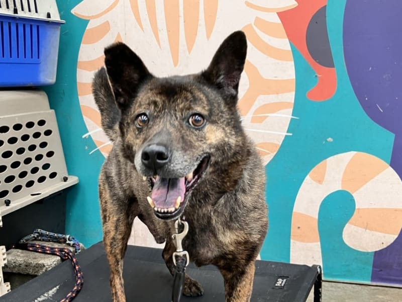 Perro mestizo macho adulto (atigrado), Mediano, refugio n.º …9002. Más cerca de la cara.