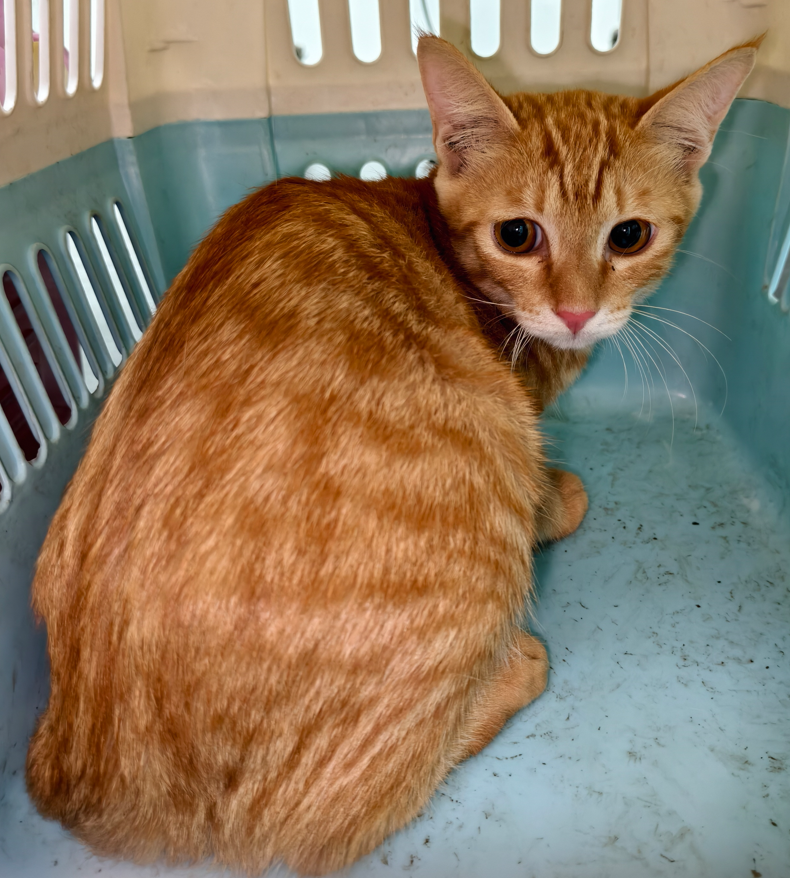 Chatte croisée femelle adulte, Moyen, refuge n° …3005. Tout l'animal.