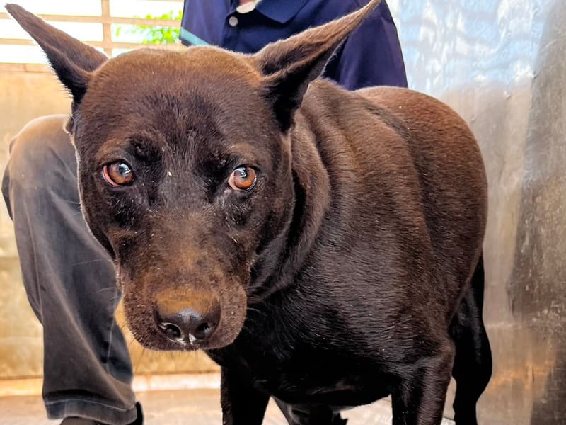 ミックス犬(メス・成犬・黒)、中型, 施設番号 …0005