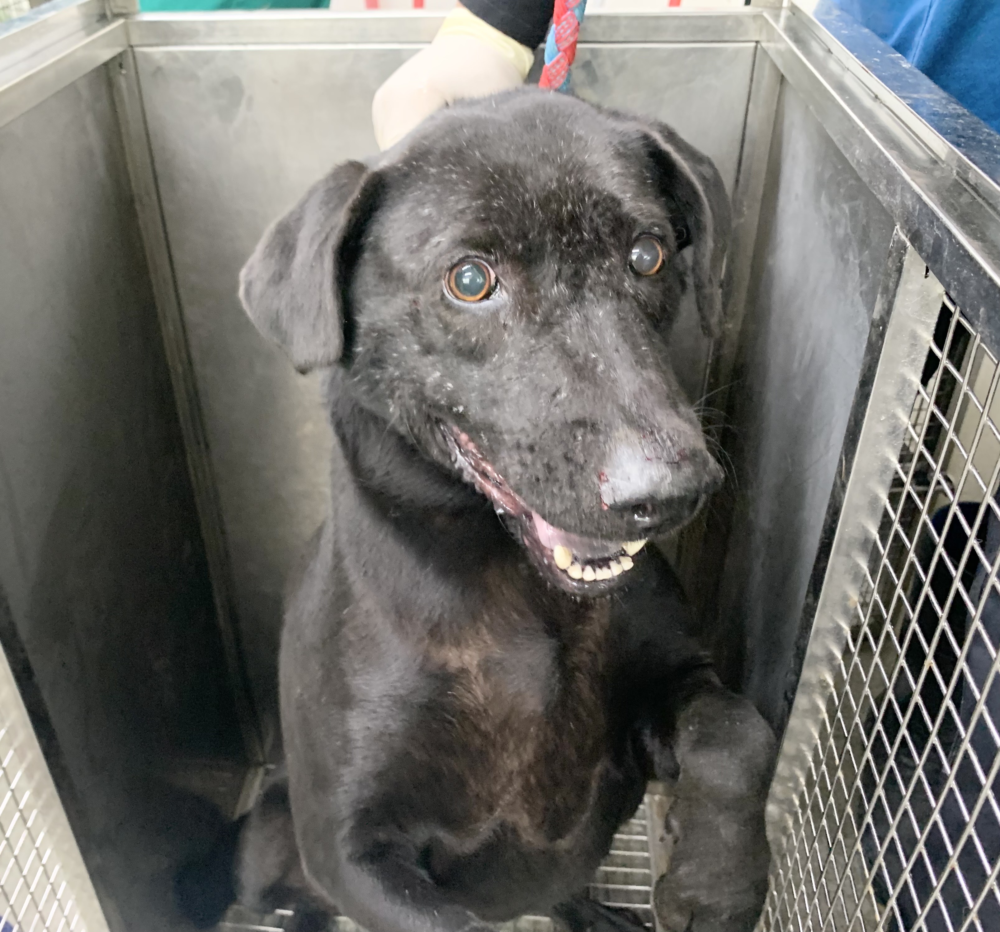 Black adult female mixed-breed dog, Medium, shelter no. …1806. Closer on the face.