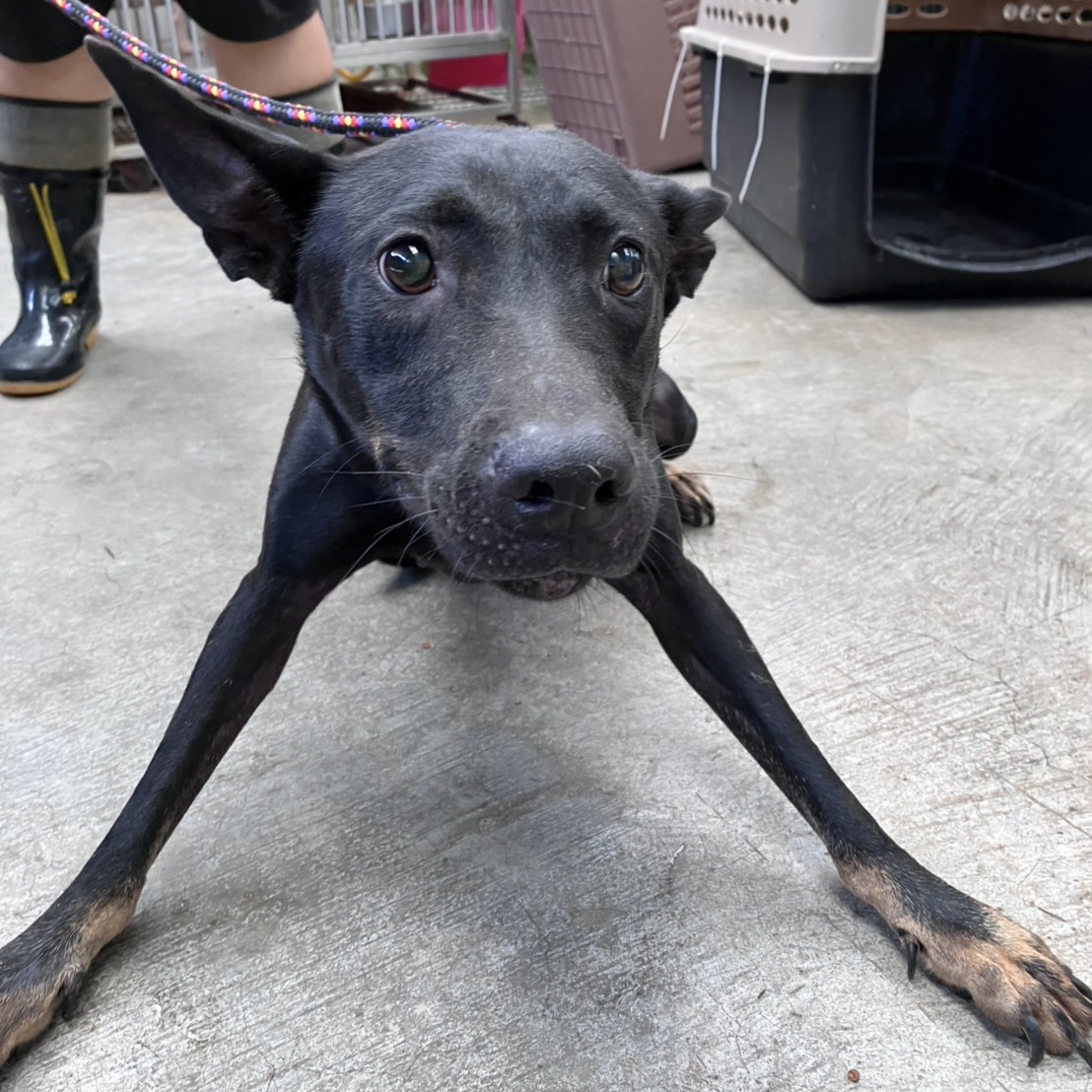 Black-and-tan adult female mixed-breed dog, Large, shelter no. …6003