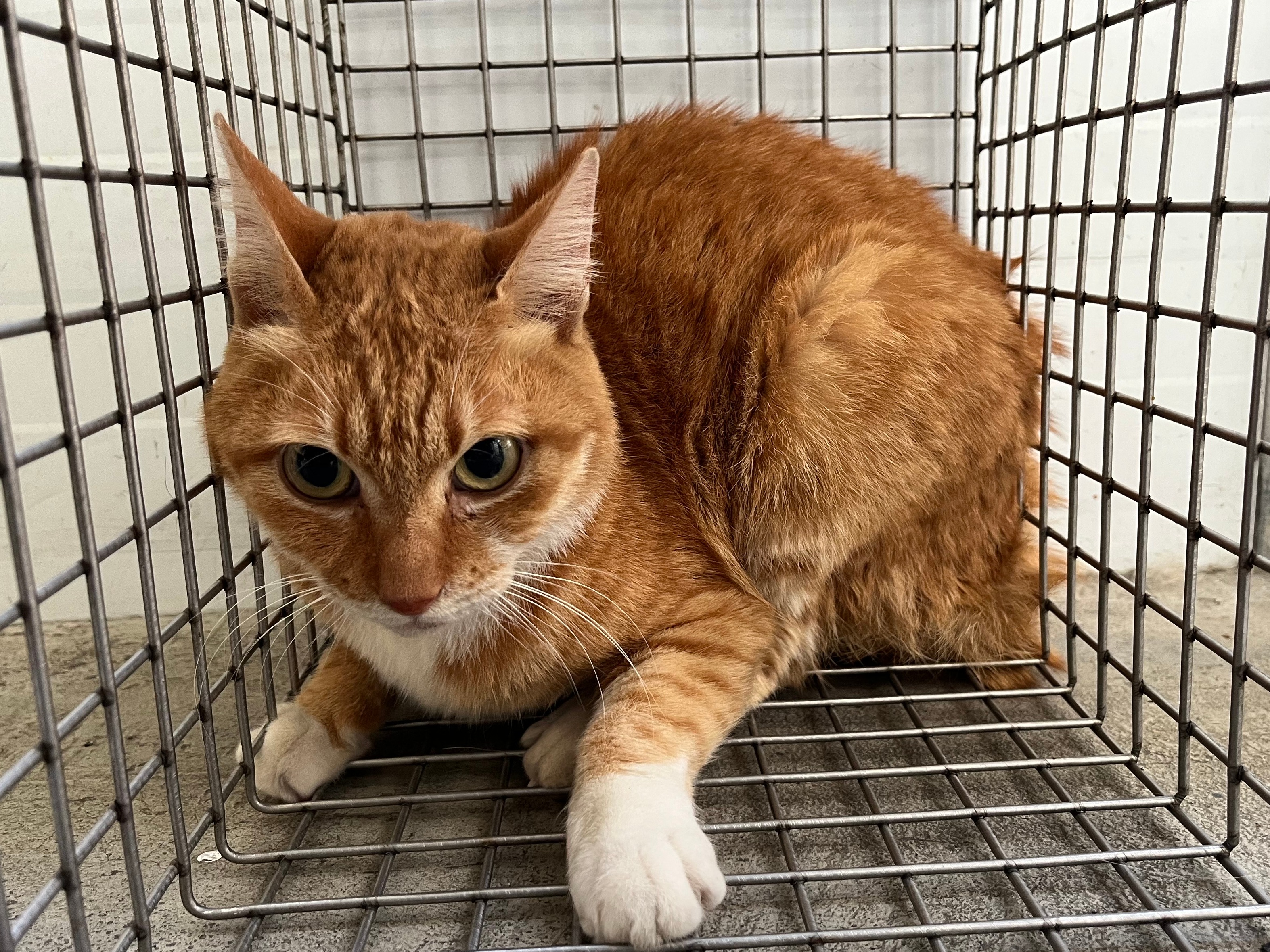 Gata mestiza hembra adulta (canela y blanco), Mediano, refugio n.º …1502. Más cerca de la cara.