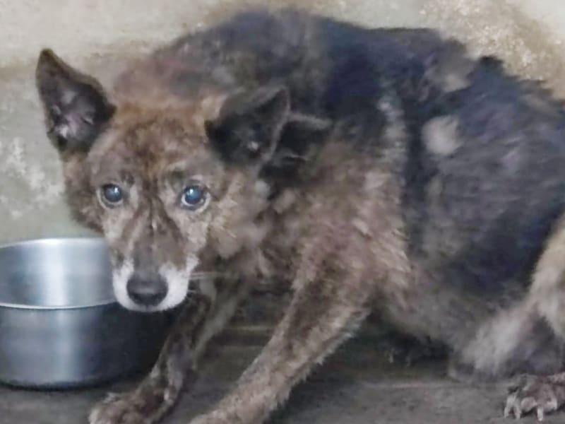 黑黃色成年公混種犬,中型, 收容編號 …0802. 臉部特寫。