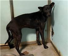 ミックス犬(オス・成犬・黒)、中型, 施設番号 …2004