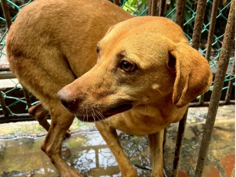 Tan adult female mixed-breed dog, Large, shelter no. …078D. Closer on the face.