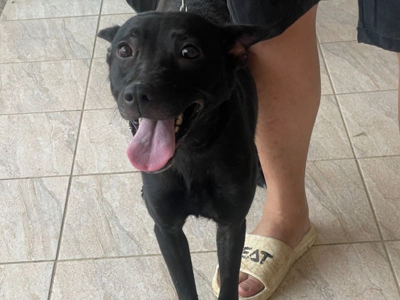 黑色成年母台灣犬，大型, 收容编号 …6022. 完整的宠物。