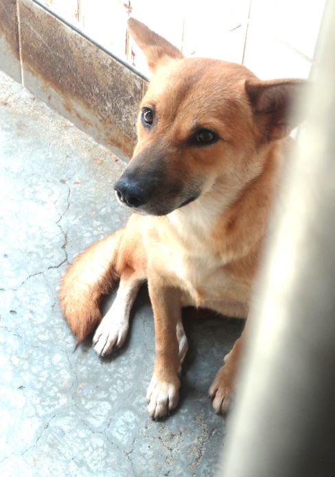 Perra mestiza hembra adulta (canela), Grande, refugio n.º …1479. Más cerca de la cara.