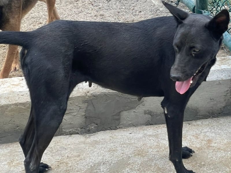 ミックス犬(メス・成犬・黒)、中型, 施設番号 …0003. 全身です。