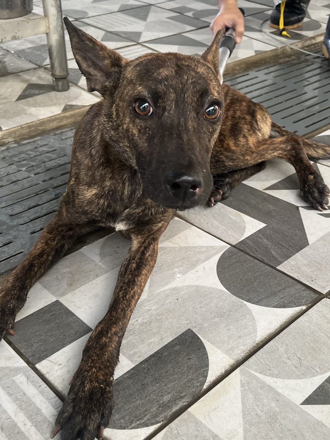 ミックス犬（オス・成犬・トラ）、大型, 施設番号 …5003