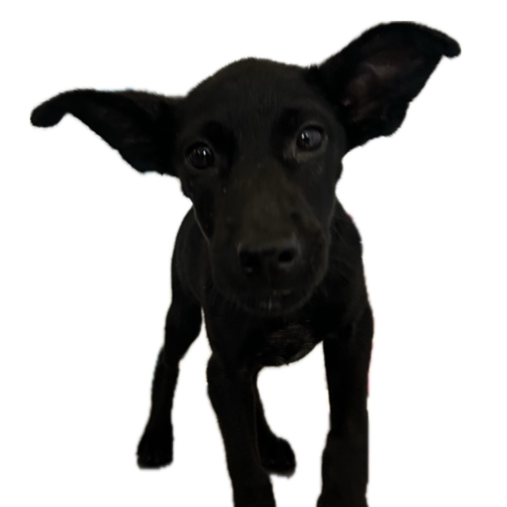ミックス犬(メス・若い・黒)、中型, 施設番号 …2003