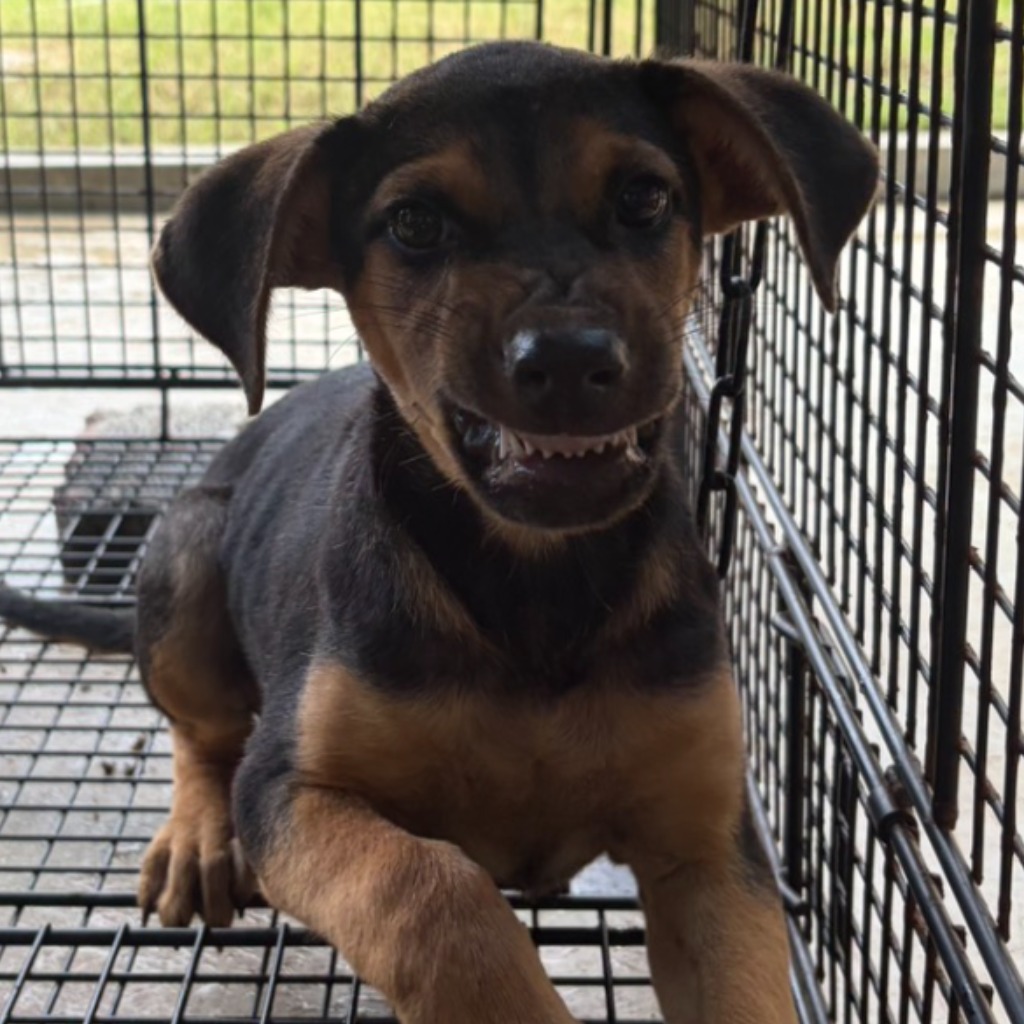 Black-and-tan young male mixed-breed dog, Small, shelter no. …2008