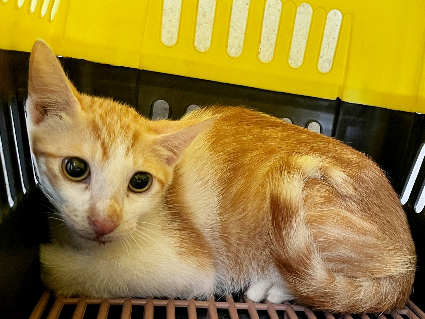 Orange-and-white young male mixed-breed cat, Small, shelter no. …0707