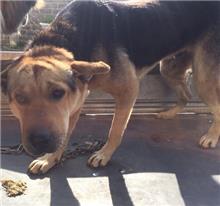 Brown-and-black adult male mixed-breed dog, Large, shelter no. …6-07