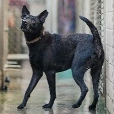 Black adult male mixed-breed dog, Medium, shelter no. …8001