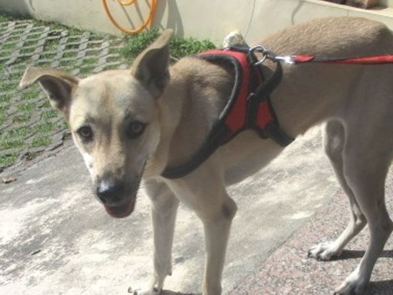 Chienne croisée femelle adulte (fauve), Grand, refuge n° …2205. Plus près du visage.