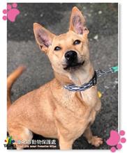 Brown adult female mixed-breed dog, Medium, shelter no. …0909