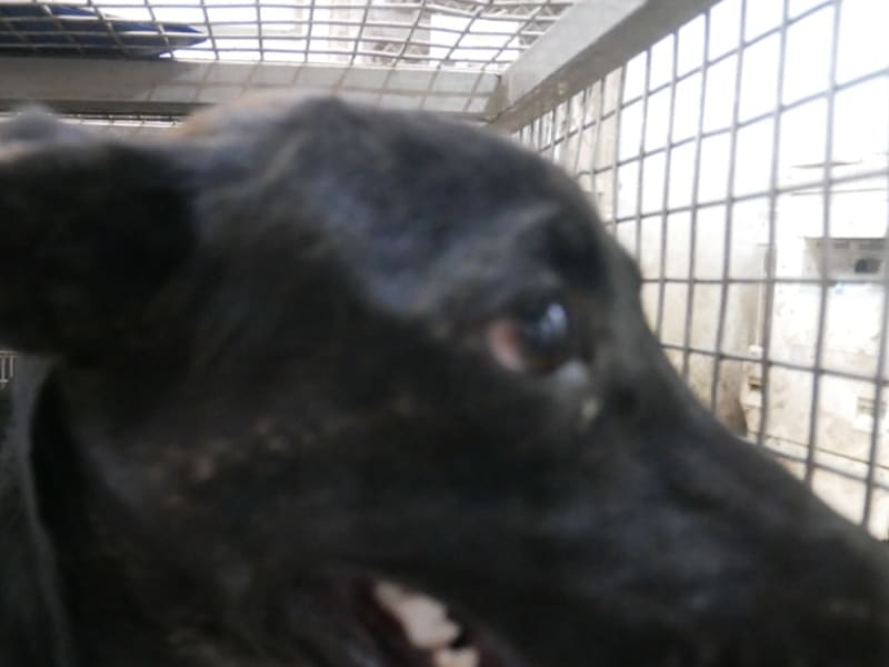 Perro mestizo macho adulto (negro), Mediano, refugio n.º …9-04. Más cerca de la cara.