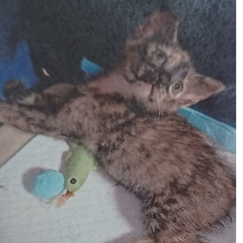 Gata mestiza hembra adulta (negro y canela), Pequeño, refugio n.º …0001. Todo el animal.