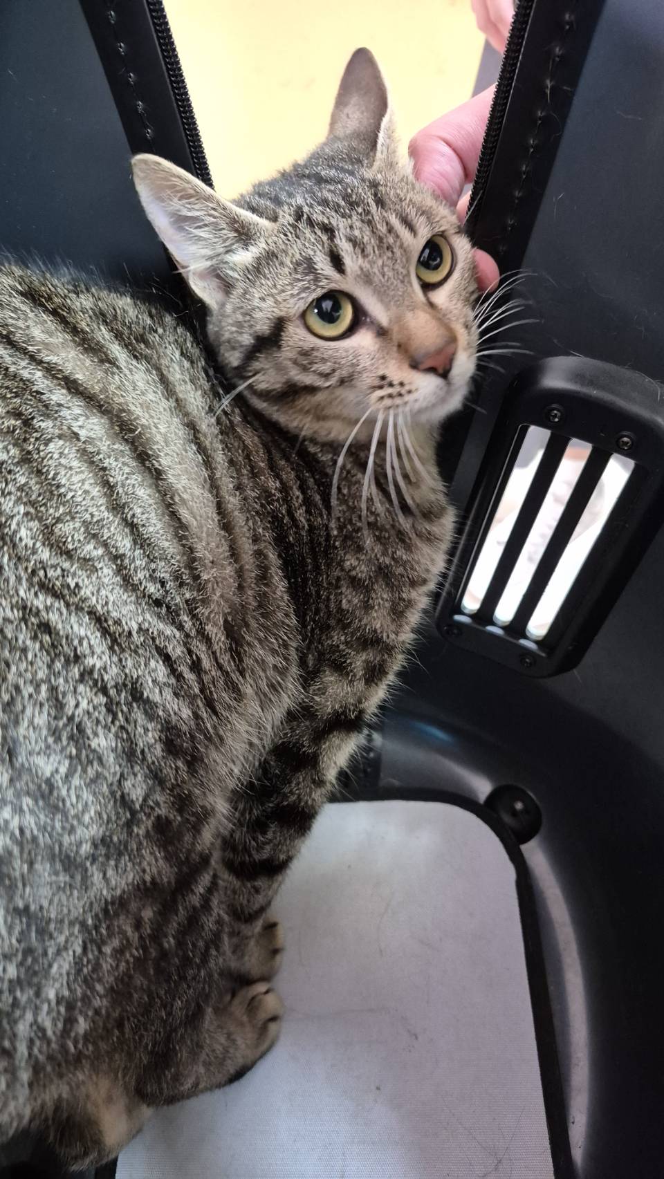 Gata mestiza hembra adulta (atigrado), Pequeño, refugio n.º …9002. Más cerca de la cara.