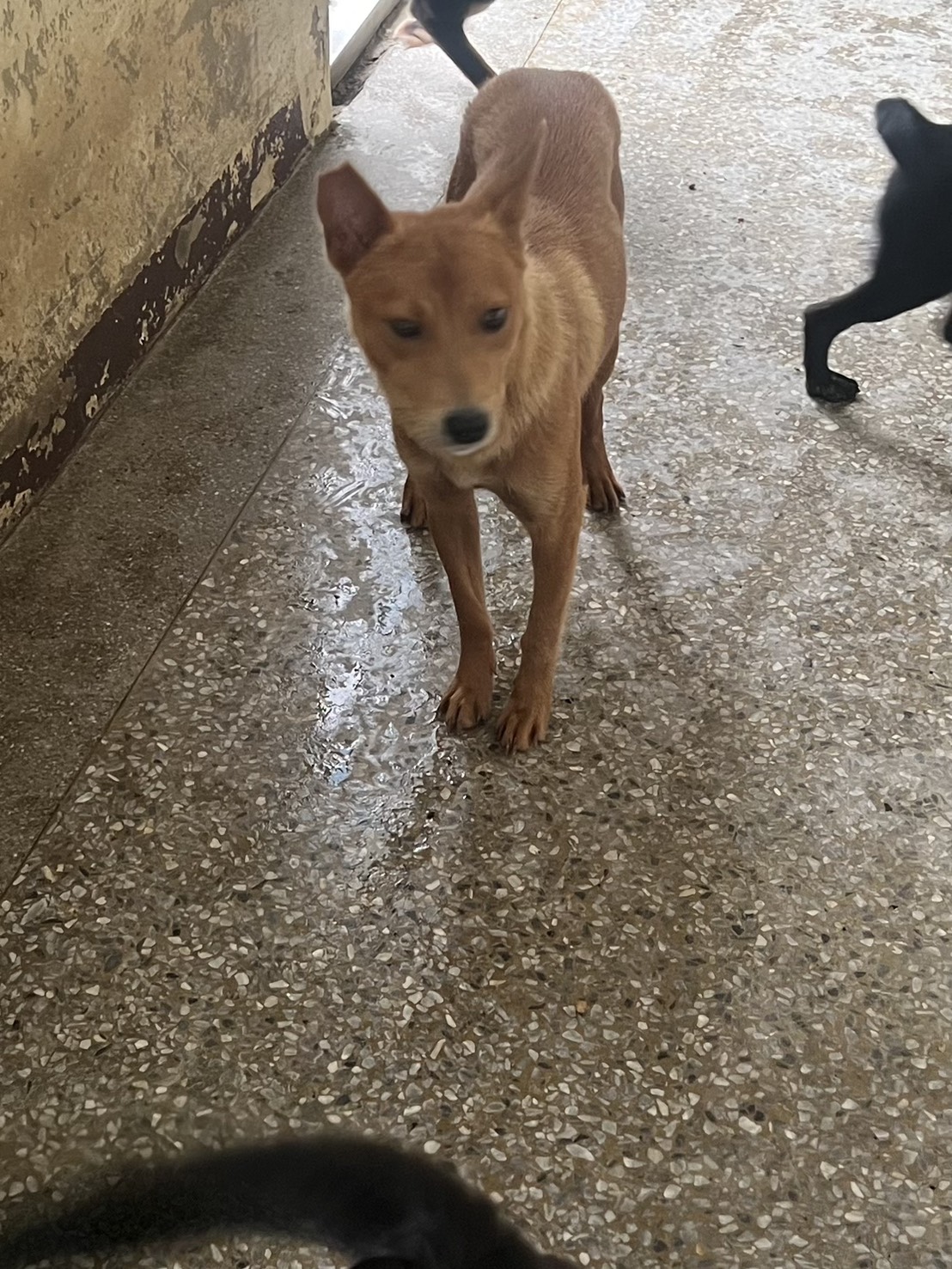 ミックス犬（メス・成犬・こげ茶）、中型, 施設番号 …6001
