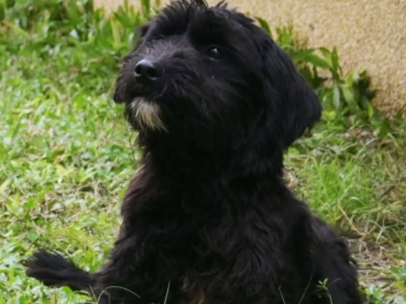 黑色青年公混种犬,中型, 收容编号 …5003. 完整的宠物。