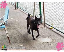 Black young female mixed-breed dog, Small, shelter no. …2911