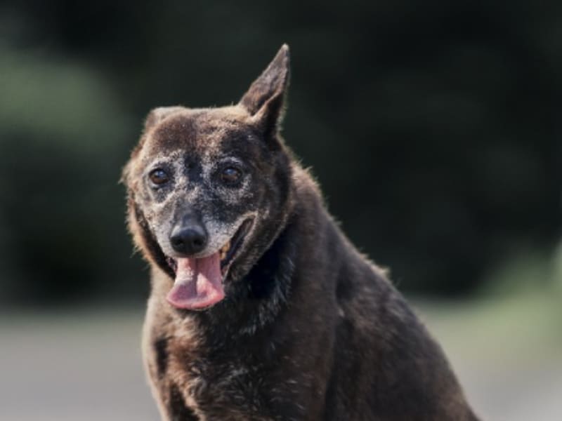 ミックス犬(メス・成犬・黒)、中型, 施設番号 …2201. 顔のアップです。