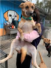 Tan adult female mixed-breed dog, Medium, shelter no. …2009