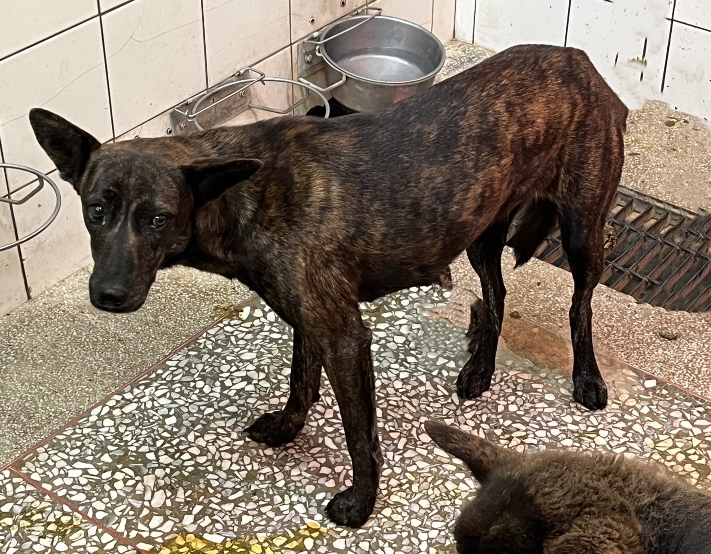 Tabby adult female mixed-breed dog, Large, shelter no. …25-1