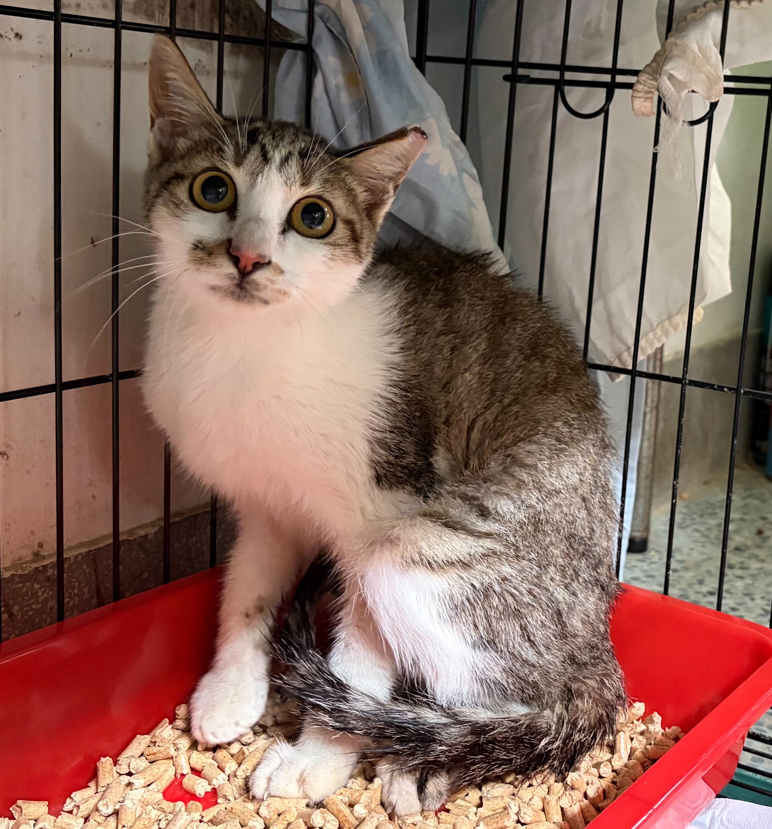 Pusang halo ang lahi (Lalaki, Matanda na, may guhit), Katamtaman, blg. ng shelter …9003. Ang buong hayop.